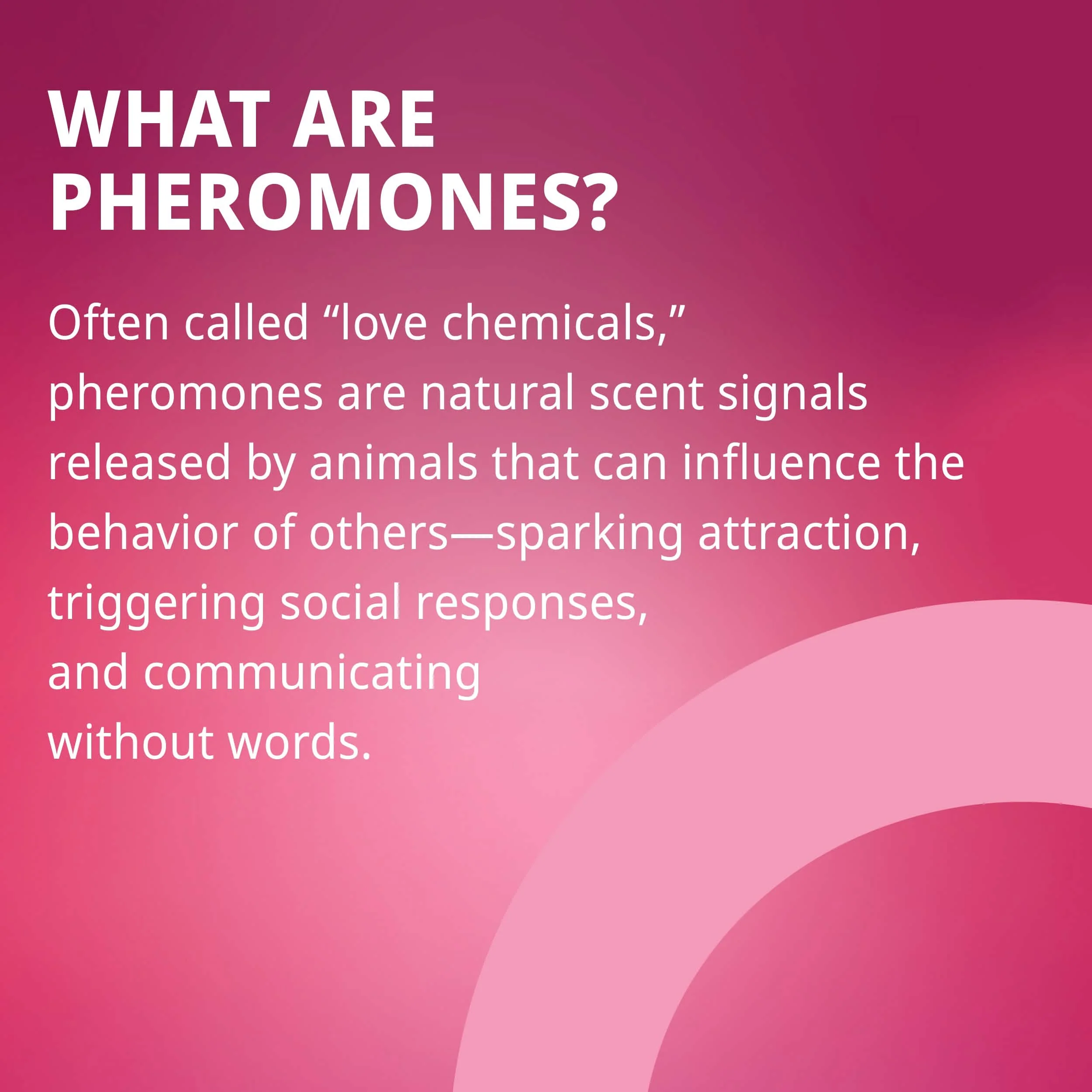 Pheromone Inspired Perfume Oil – Amber Gourmand - Image 7